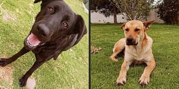 Llorón y Negri, perros que habrían sido asesinados en de La Serena