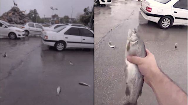 "lluvia de peces" viral