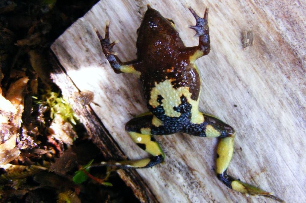 Una ranita de guata. FOTO: ONG Ranita de Darwin