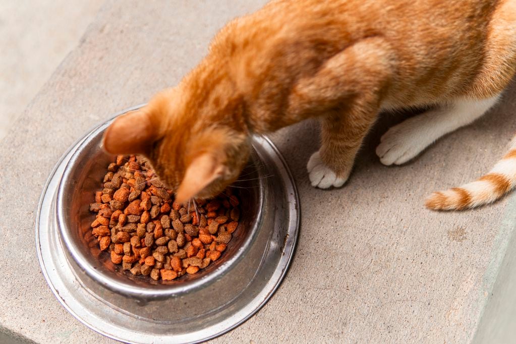 Gato consumiendo alimento. Foto: Getty Images.