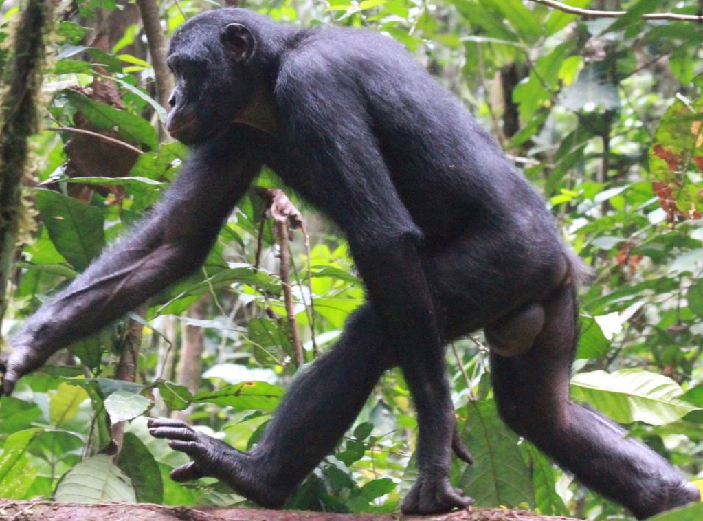 Macho de bonobo camina en cuatro patas. FOTO: Isabel Behncke.