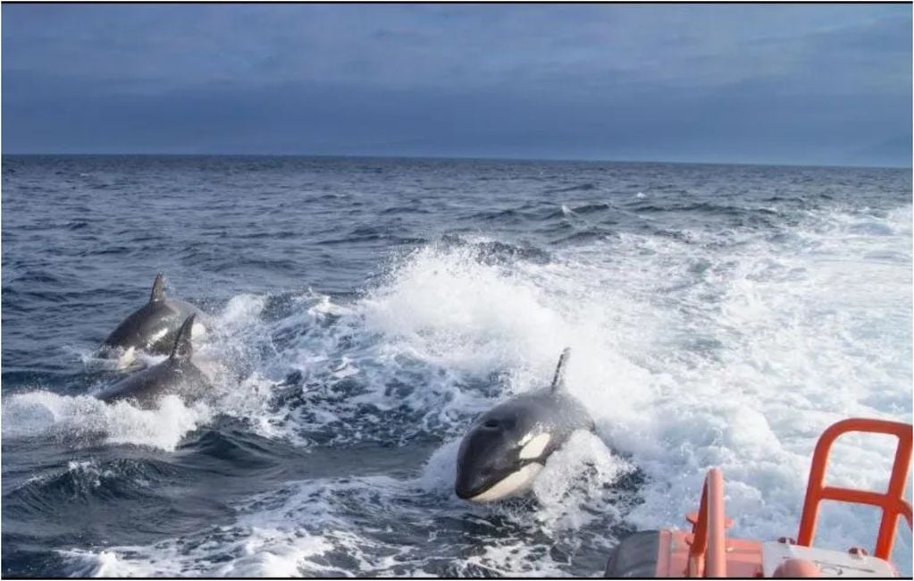 Terror en el mar por orca Gladis: le está enseñando a otras ballenas a hundir barcos