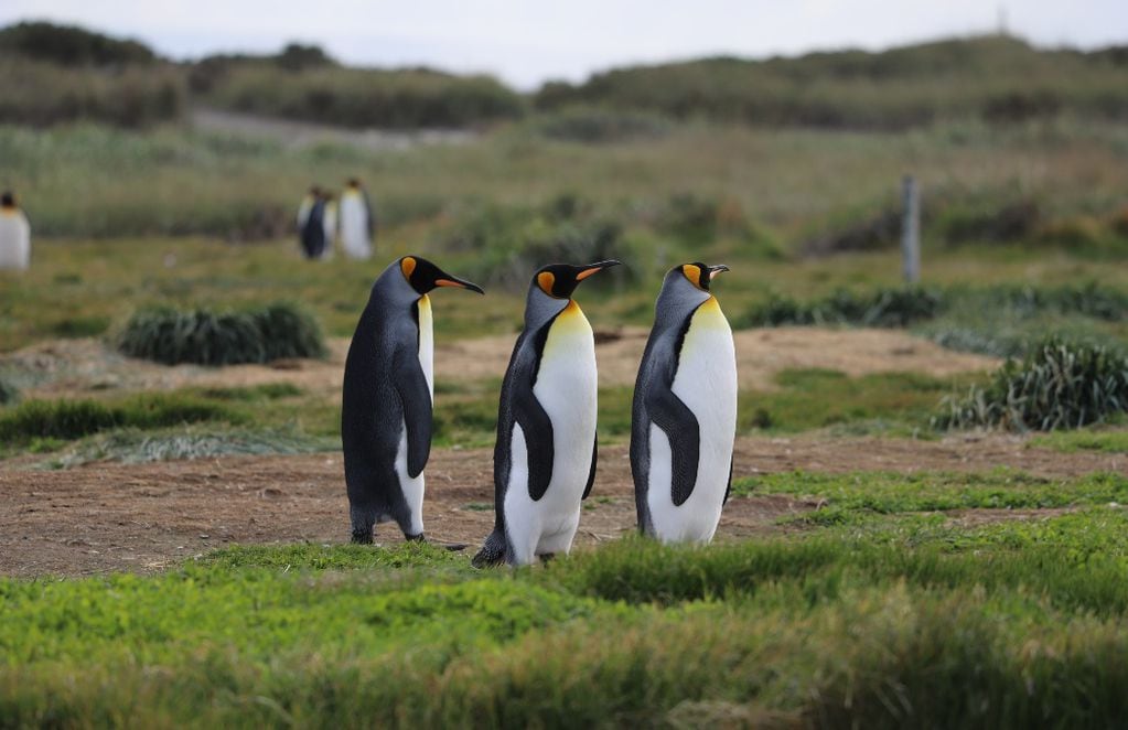 Un grupo de pingüinos rey en la reserva. FOTO: Aurora Fernández