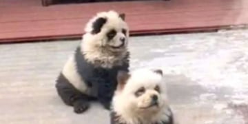 Insólito: zoológico chino pintaba pelaje de perros para hacerlos pasar por pandas