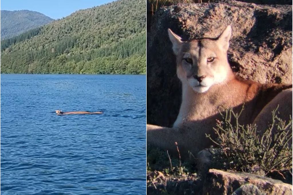 La verdad detrás del puma que cruzó un río en el sur de Chile. FOTOS: Macarena Tarud y Guido Macari