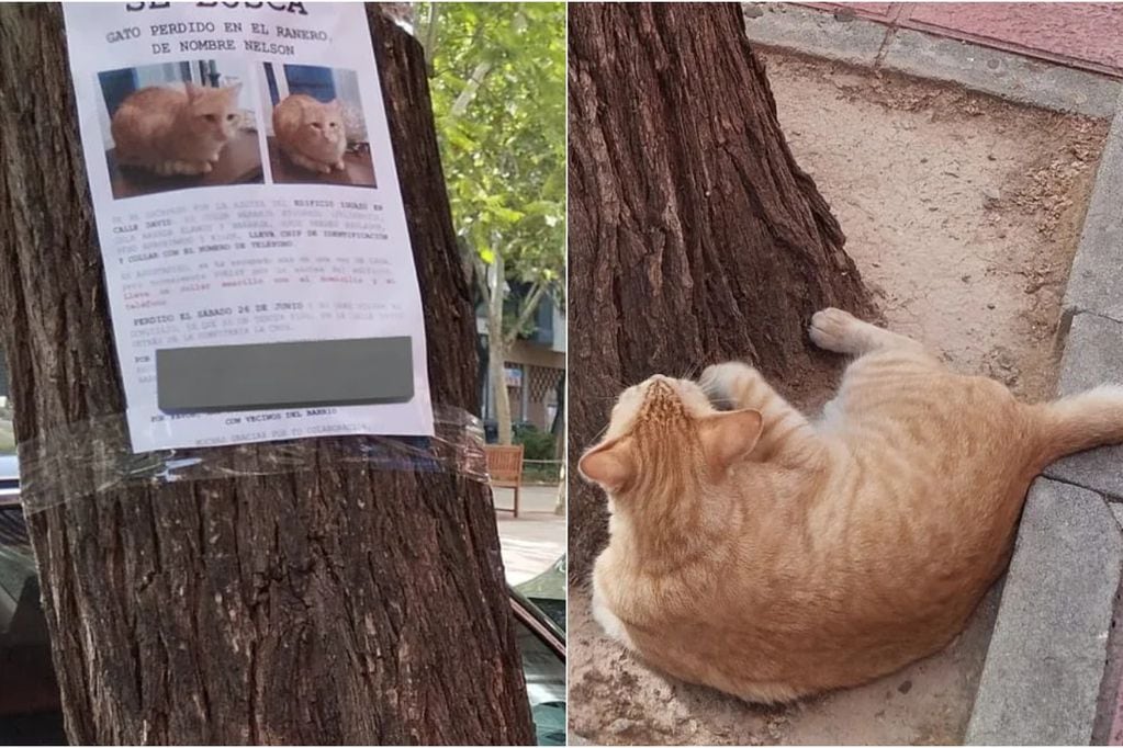 La tierna historia de gatito perdido que se “reconoció” en el cartel de un árbol