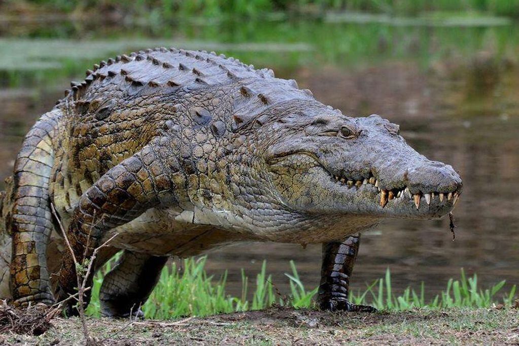 Hombre fue hallado al interior de un cocodrilo de 4 metros en Malasia