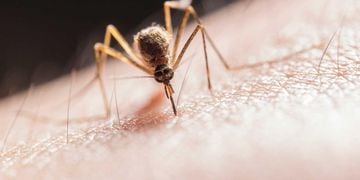 dengue mosquito contagio chile