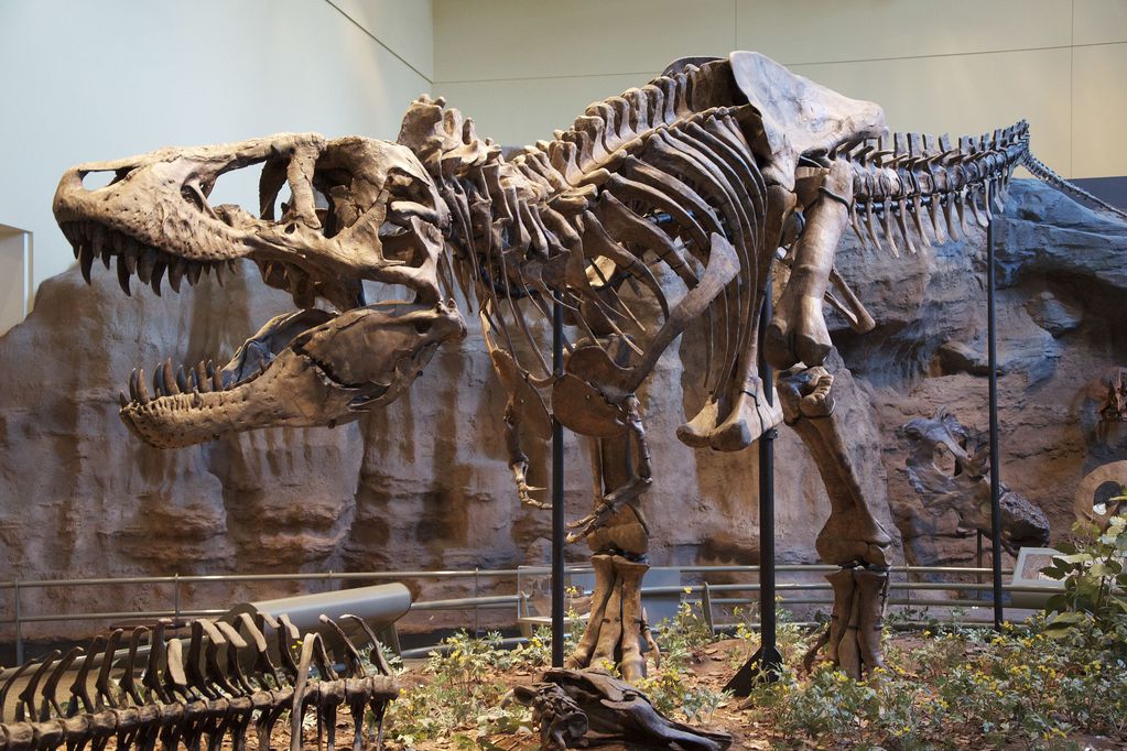 El Tiranosaurio rex es la especie de dinosaurio más conocida por la población mundial.
