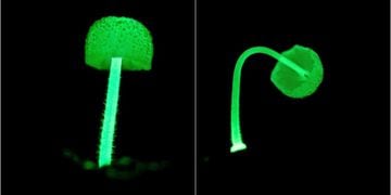 Identifican el primer hongo bioluminiscente de Chile
