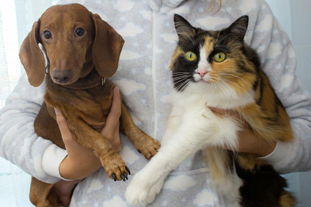 Revisa cuáles son las vacunas obligatorias para mascotas en Chile. Foto referencial.