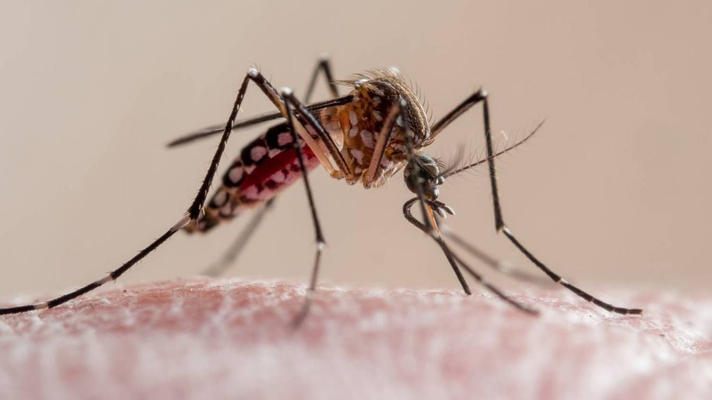 ¡Qué significa que estemos bajo una alerta sanitaria preventiva por el mosquito del dengue!
