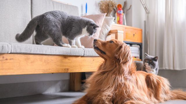Perros y gatos