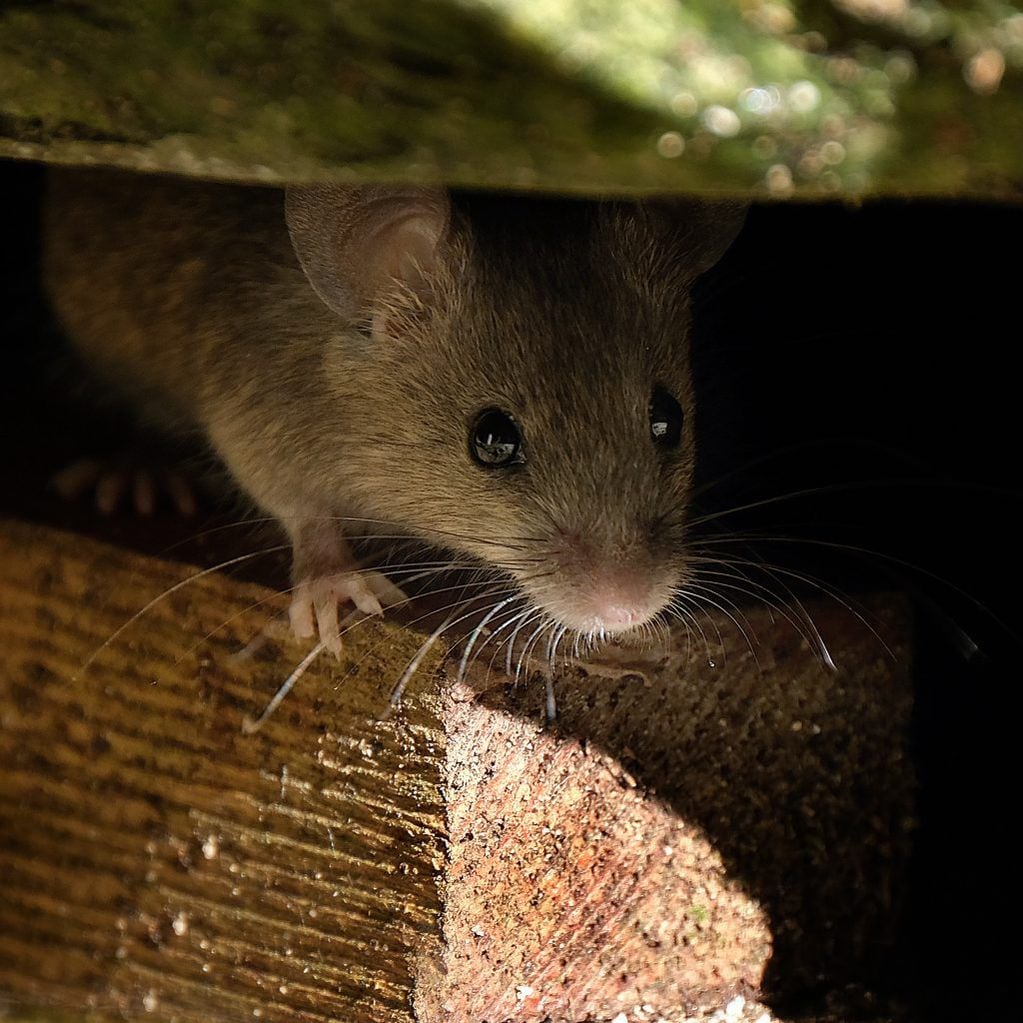 El ratón de entretecho acostumbra a hacer parkour en árboles y anida en bodegas y graneros.