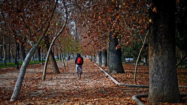 Desolado Parque Forestal en medio de las hojas caidas bajo la pandemia del Covid-19