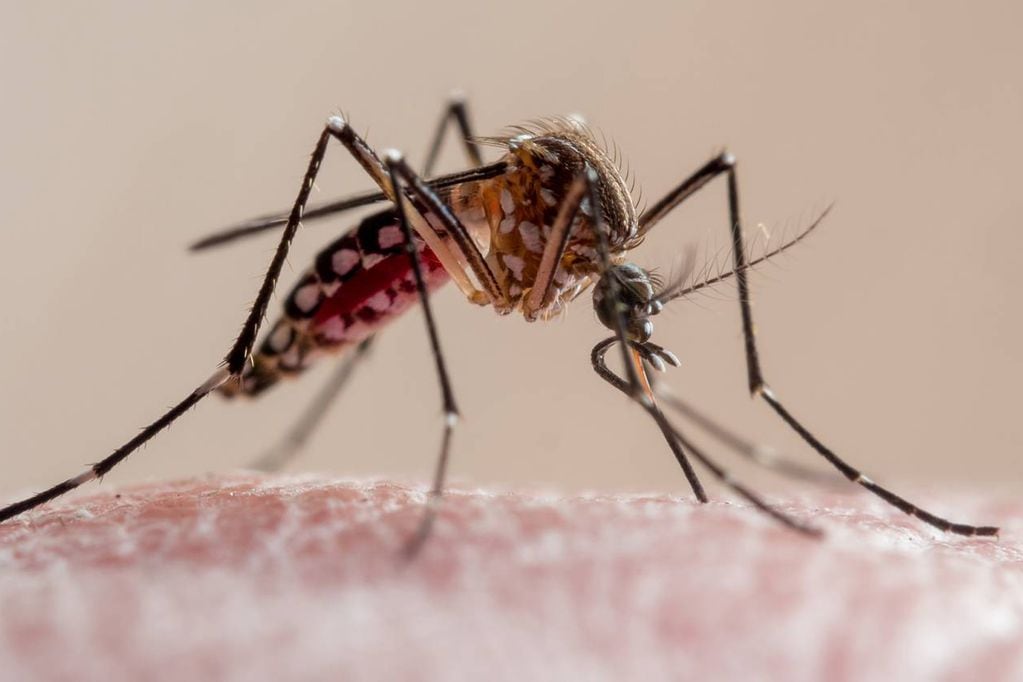 Cómo prevenir la presencia del mosquito transmisor del dengue. Foto referencial.