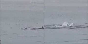 Imagenes fuertes: el estremecedor video de joven devorado por un tiburón en Egipto