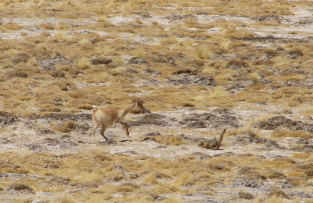 Una vicuña encara a un zorro culpeo. FOTO: Benito González