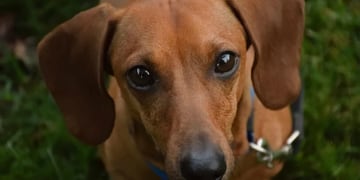 Adiós a los perros salchicha: gobierno alemán podría prohibir su crianza