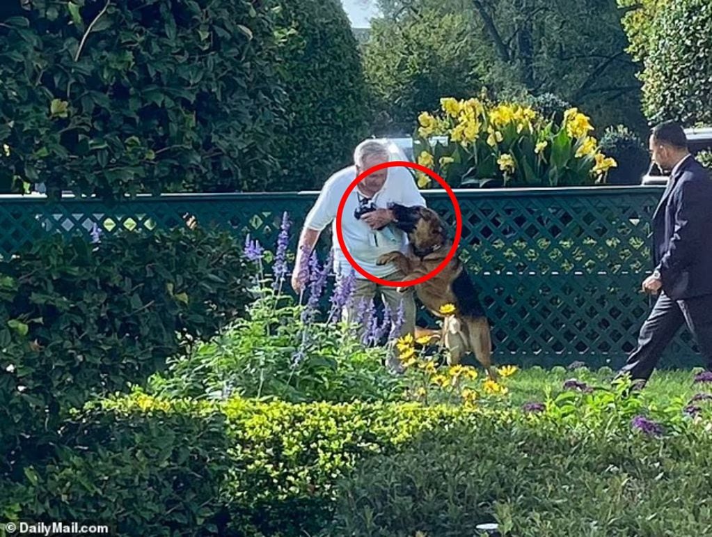 Se portó pésimo: por qué el perro de Joe Biden fue expulsado de la Casa Blanca. Foto: Daily Mail