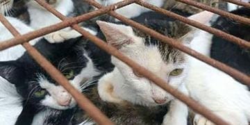 Rescatan a gatitos en China