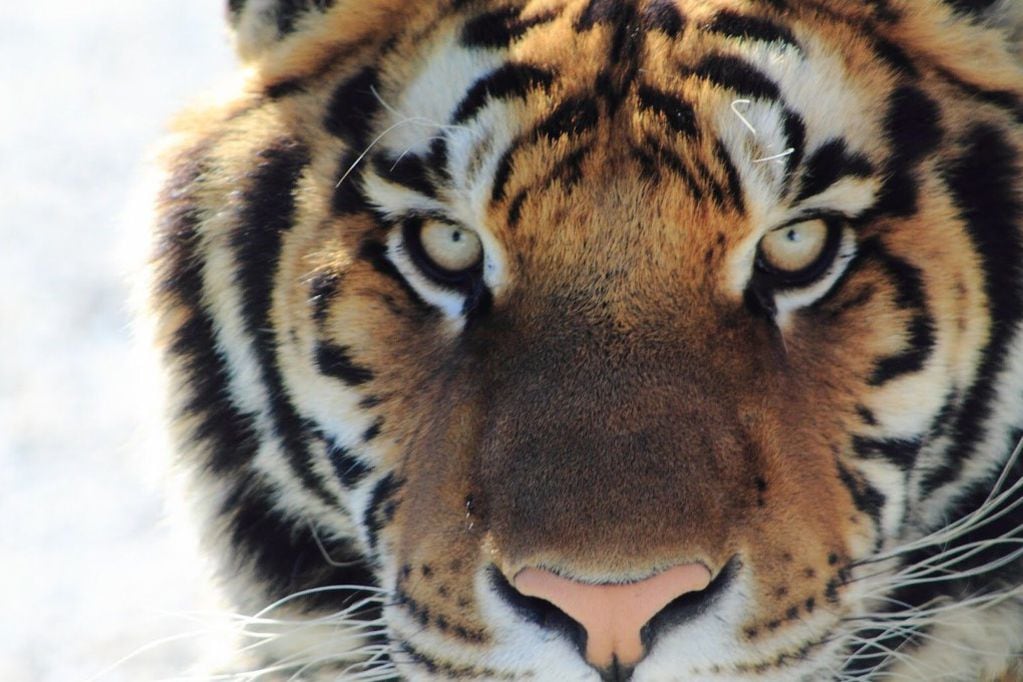 Impacto: tigres habrían devorado a un hombre en un zoológico de Pakistán . Referencial.