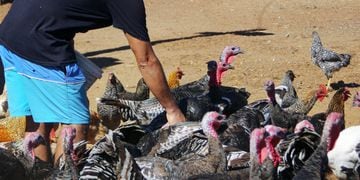 Confirman caso de gripe aviar en un humano en Chile