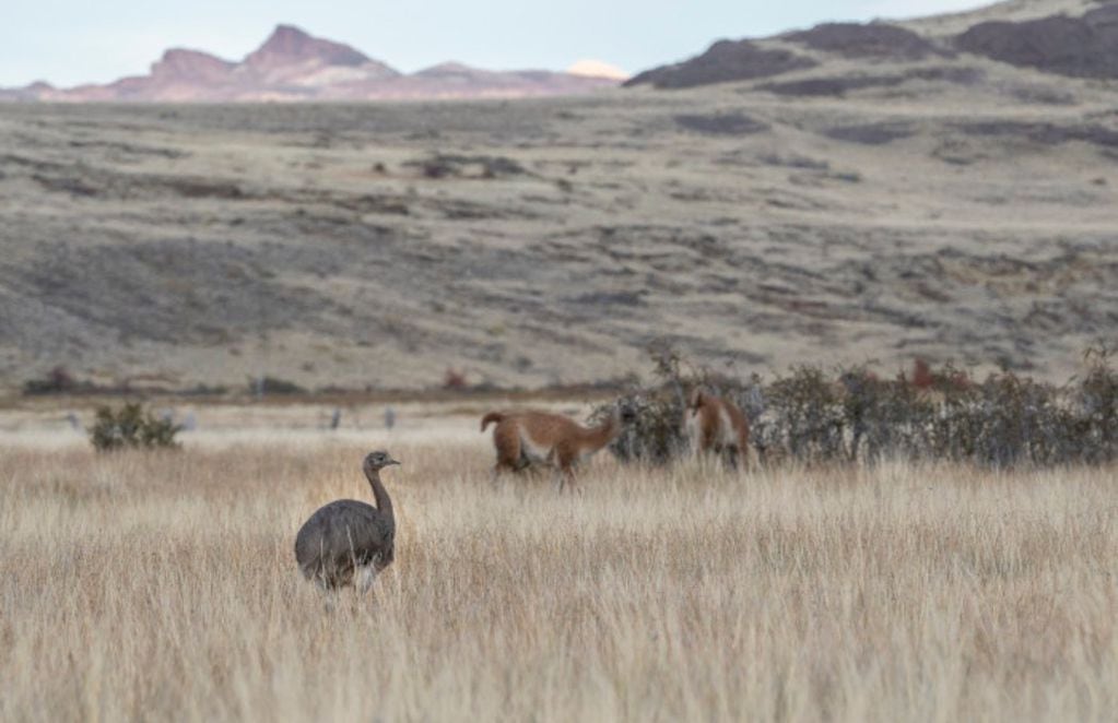 La asociación entre guanacos y ñandúes. FOTO: Marcelo Mascareño, para Rewilding Chile