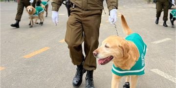 Los perritos en retiro que enternecieron la Parada Militar