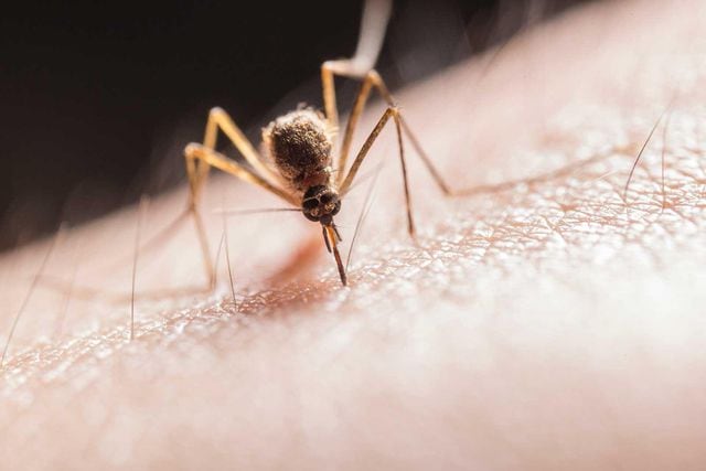 dengue mosquito contagio chile