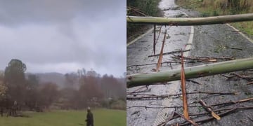 Captan torbellino en Frutono: provocó caída de árboles
