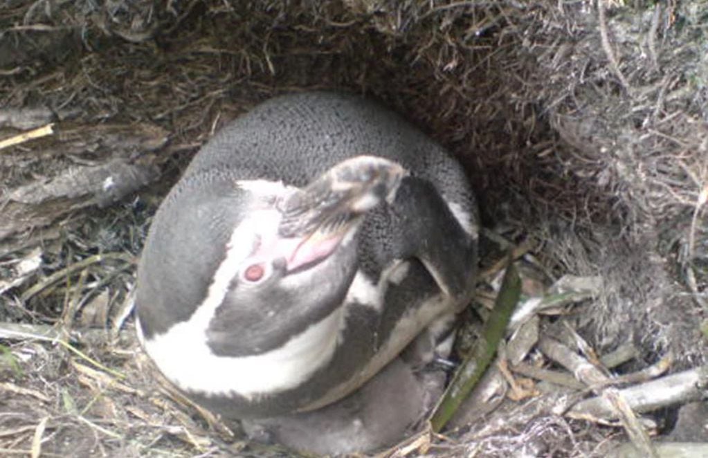 Pingüino de Humboldt. FOTO: Carlos Oyarzún