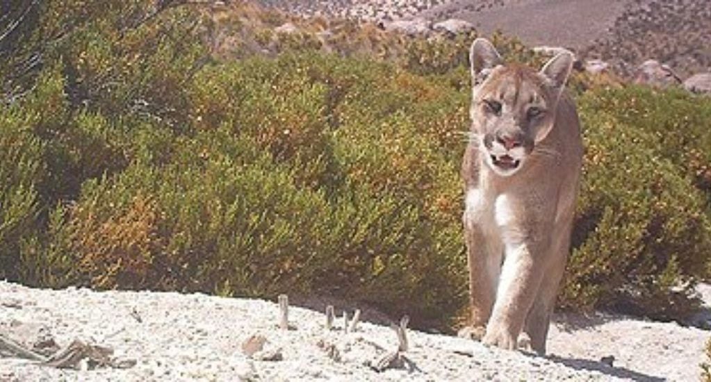 Un puma recorre altiplano ariqueño. FOTO: CONAF