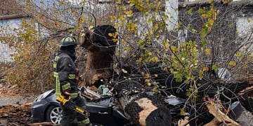 Dos personas mueren por caída de árboles en Peñalolén y Concepción