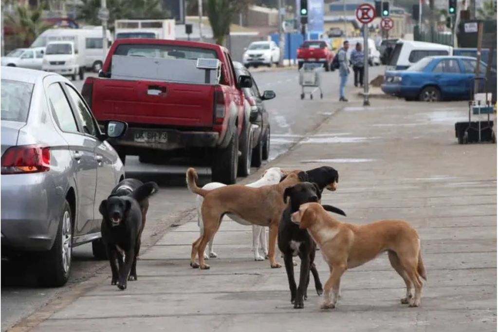 24 personas han muerto en Chile durante los últimos años por ataques de perros.