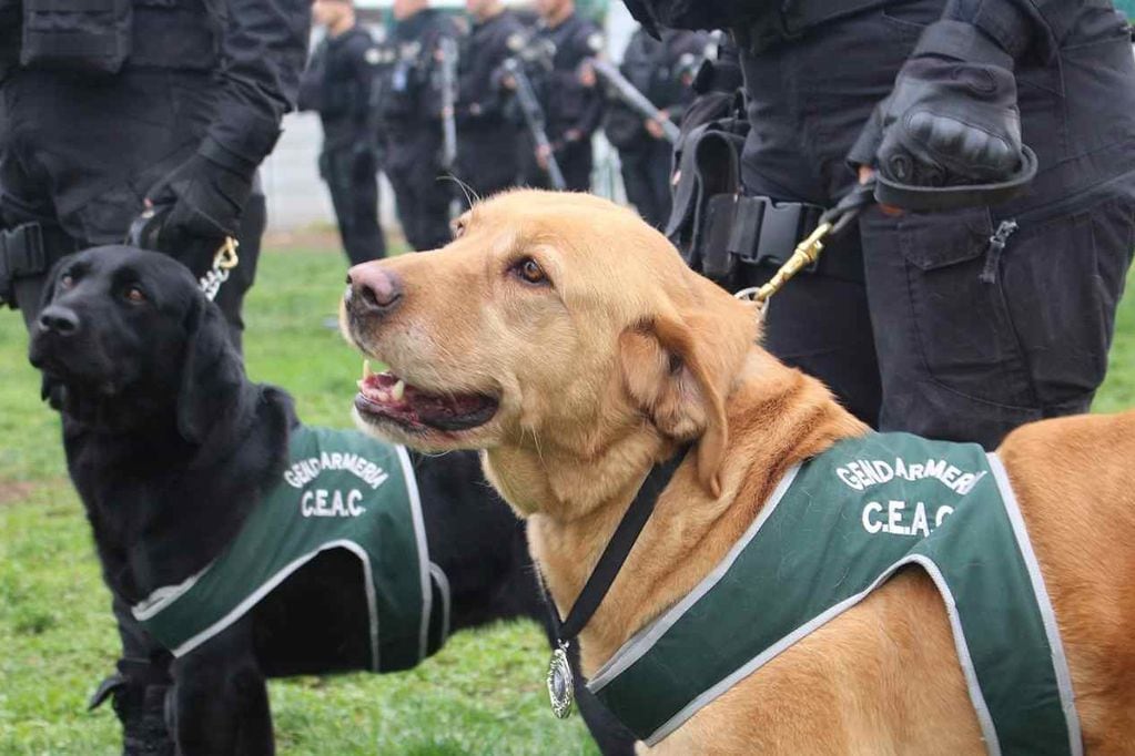 Perros de Gendarmería fueron despedidos con honores.