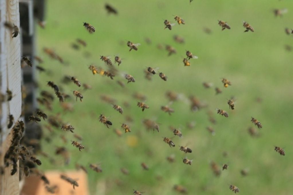 Familia de Talca denuncia invasión de abejas en su hogar: “Nadie me ayuda”. (Imagen referencial)