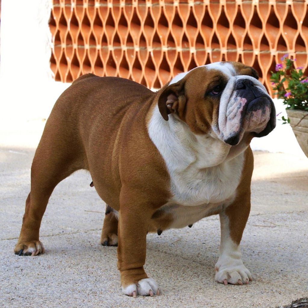 El Bulldog Inglés presenta principalmente enfermedades respiratorias debido a su hocico aplanado.