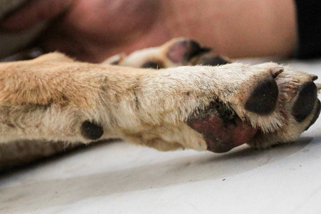 Exigen eutanasia de 4.500 perros callejeros en San Pedro de Atacama: “Es una situación insostenible”
Imagen referencial. Perros. Agencia Uno