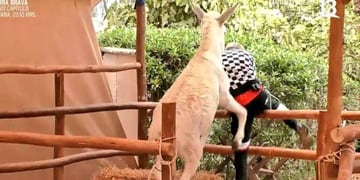 Junior Playboy protagonizó divertido momento tras ser “atacado” por un burro