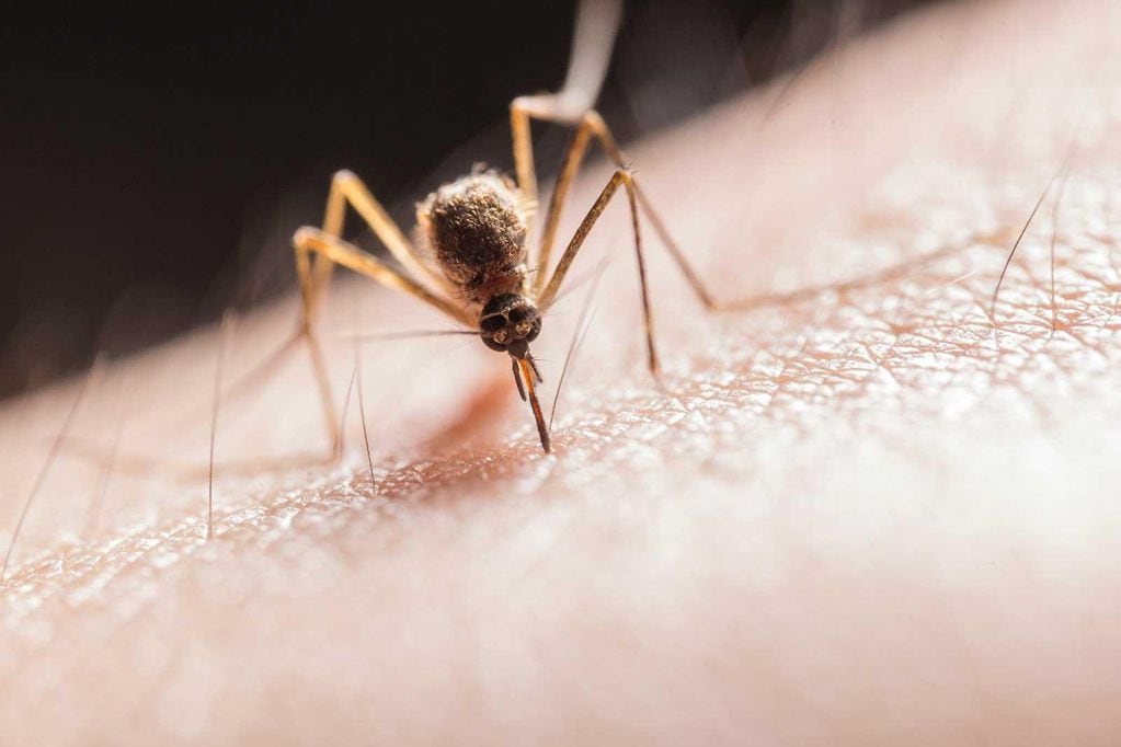 Seremi de Salud de Valparaíso confirmó hallazgo de mosquito transmisor del dengue en terminal de buses de Los Andes