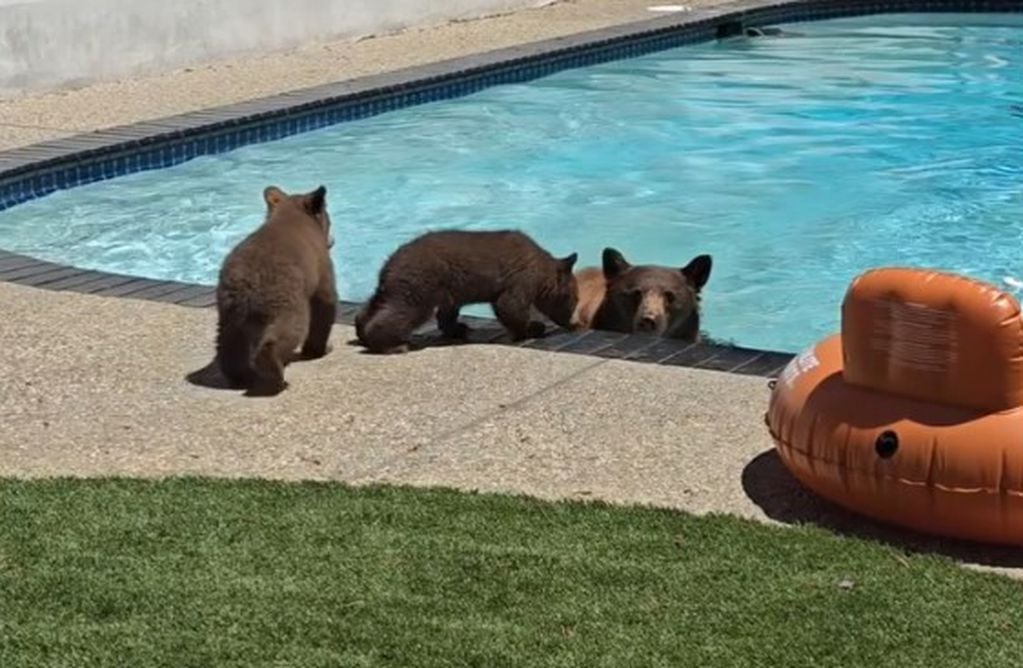 Familia de osos se refrescó en la piscina - Foto: Instagram @rickymartinez87