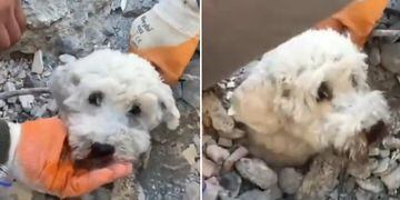 VIDEO: Rescatan un perro entre los escombros en Turquía