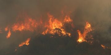 QUIPUE: Incendio Forestal 3 de Febrero