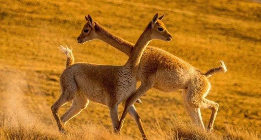 El enfrentamiento entre dos vicuñas. FOTO: Henrique Olsen de Assumpção