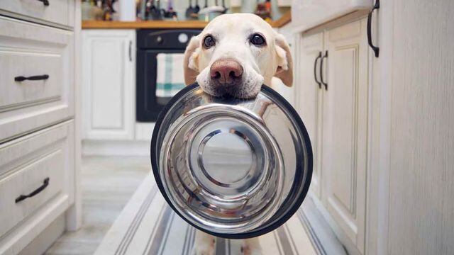 limpieza plato comida perro alimento mascota