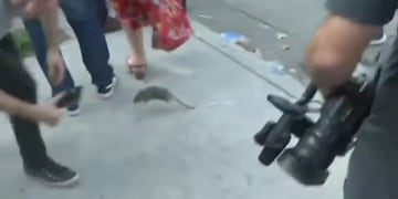 ratón video