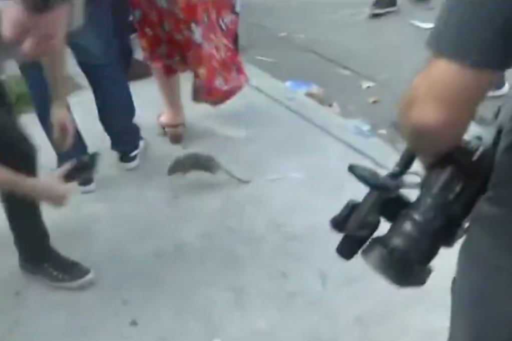 Insólito video: rata interrumpió punto de prensa y tuvo trágico final.