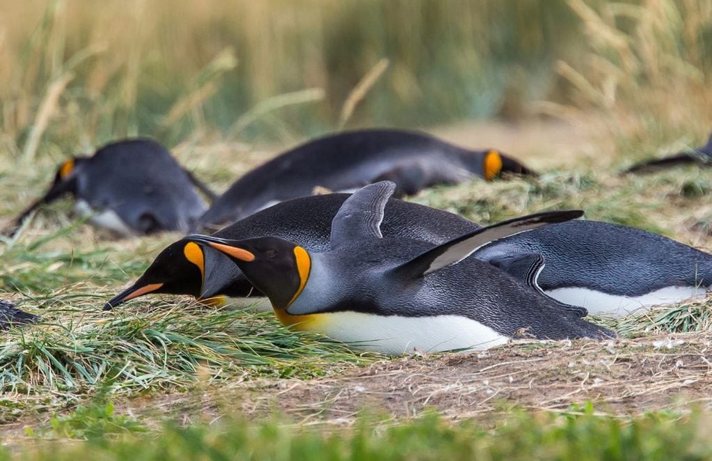 Pingüinos echados en la reserva. FOTO: Cascada Travel