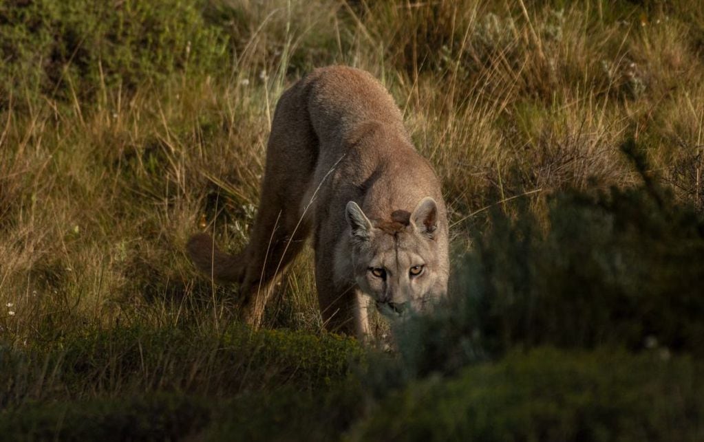 Una puma se abre paso entre los matorrales. FOTO: Miguel Fuentealba